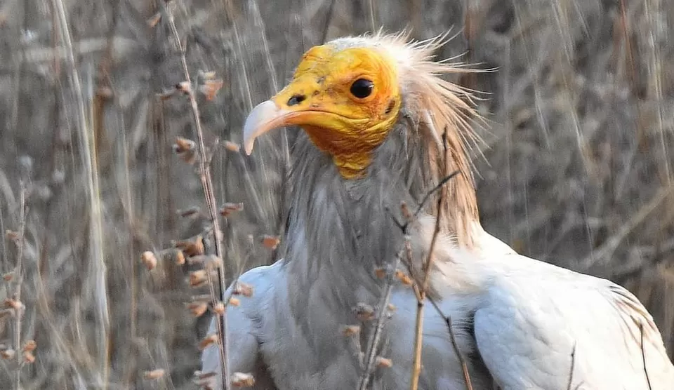 Photo of पक्षियों की अद्भुत दुनिया में तीन अविस्मरणीय दिन... by Kunal Mishra