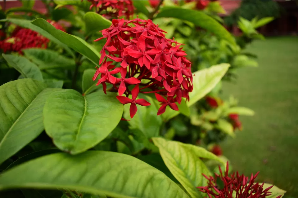Photo of Taj Mahal by Tanzil khan