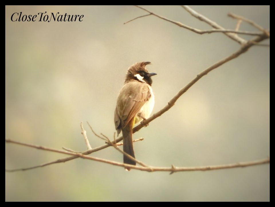 Photo of Kitam Bird Sanctuary: An offbeat destination for Birding enthusiasts. by Sutanu Banerjee