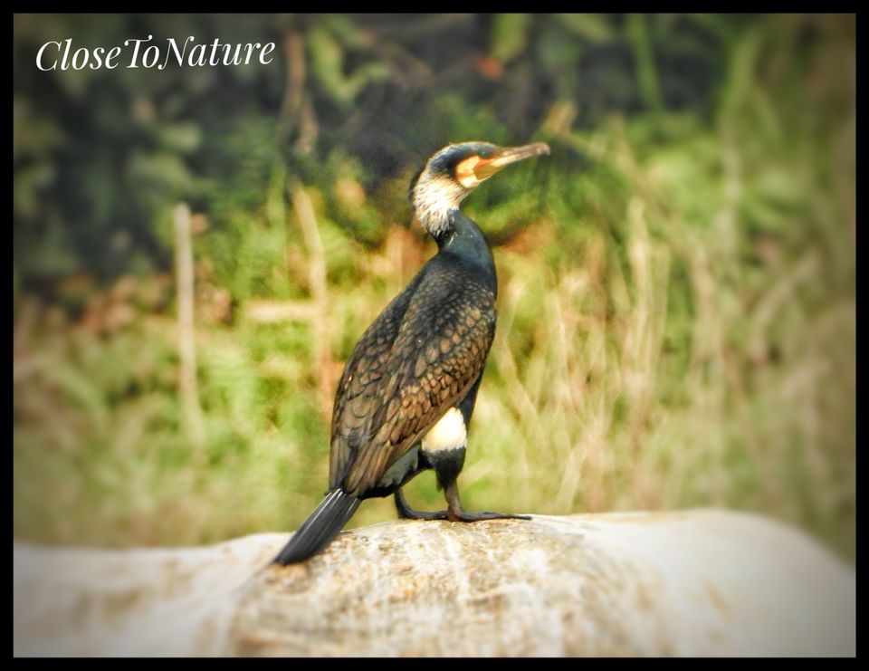 Photo of Kitam Bird Sanctuary: An offbeat destination for Birding enthusiasts. by Sutanu Banerjee