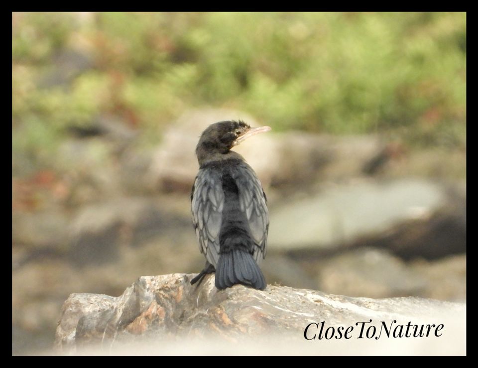 Photo of Kitam Bird Sanctuary: An offbeat destination for Birding enthusiasts. by Sutanu Banerjee
