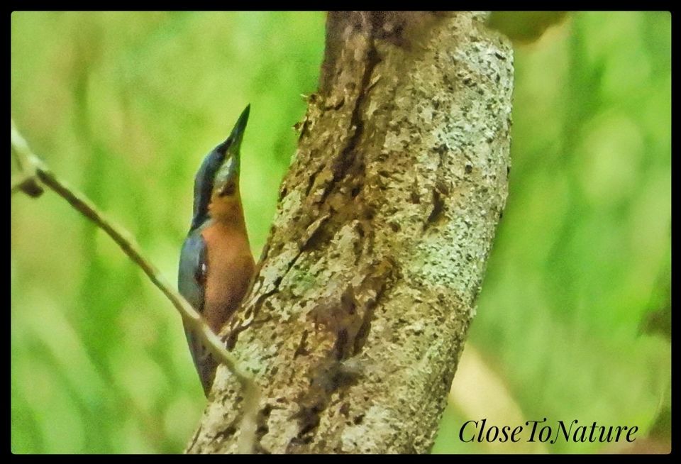 Photo of Kitam Bird Sanctuary: An offbeat destination for Birding enthusiasts. by Sutanu Banerjee