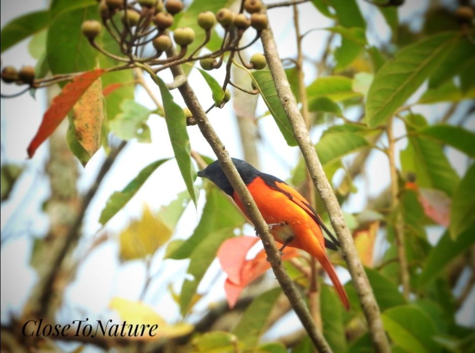 Photo of Kitam Bird Sanctuary: An offbeat destination for Birding enthusiasts. by Sutanu Banerjee