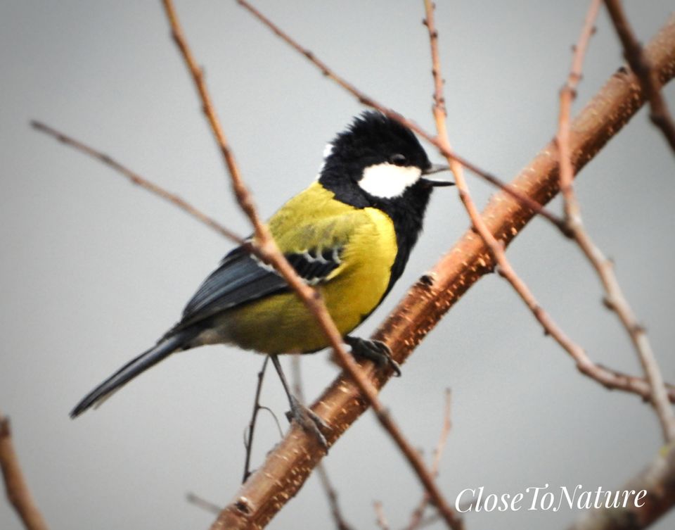Photo of Kitam Bird Sanctuary: An offbeat destination for Birding enthusiasts. by Sutanu Banerjee
