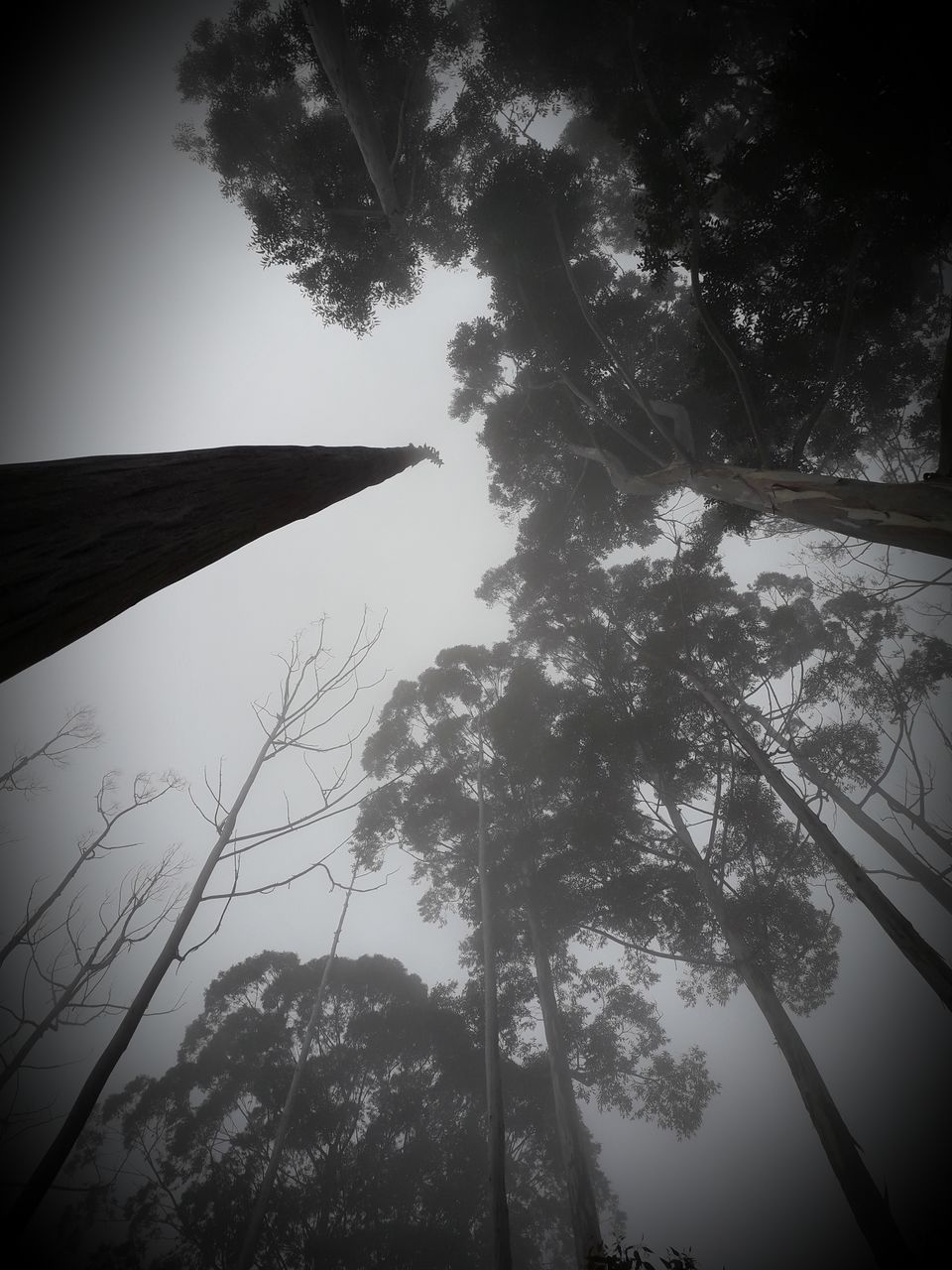 Photo of Kodaikanal, Tamil Nadu, India by Jay De'