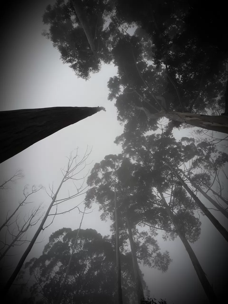 Photo of Kodaikanal, Tamil Nadu, India by Jay De'