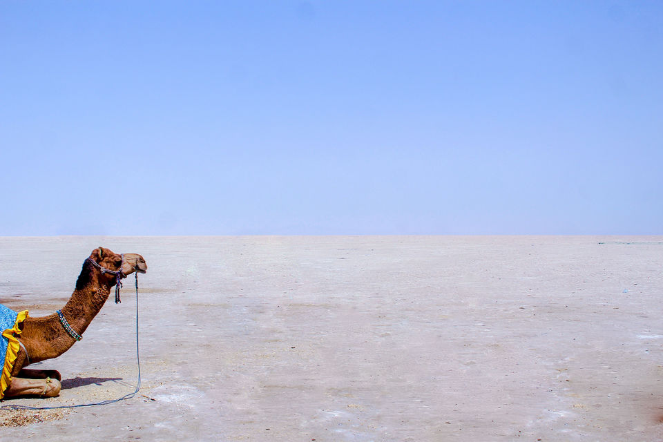 Photo of The Barren Beauty by Jay De'