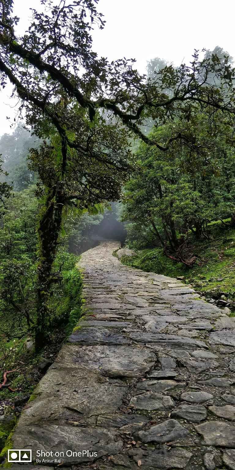 Photo of The heaven on Earth, named Chopta. by Ankur Raj