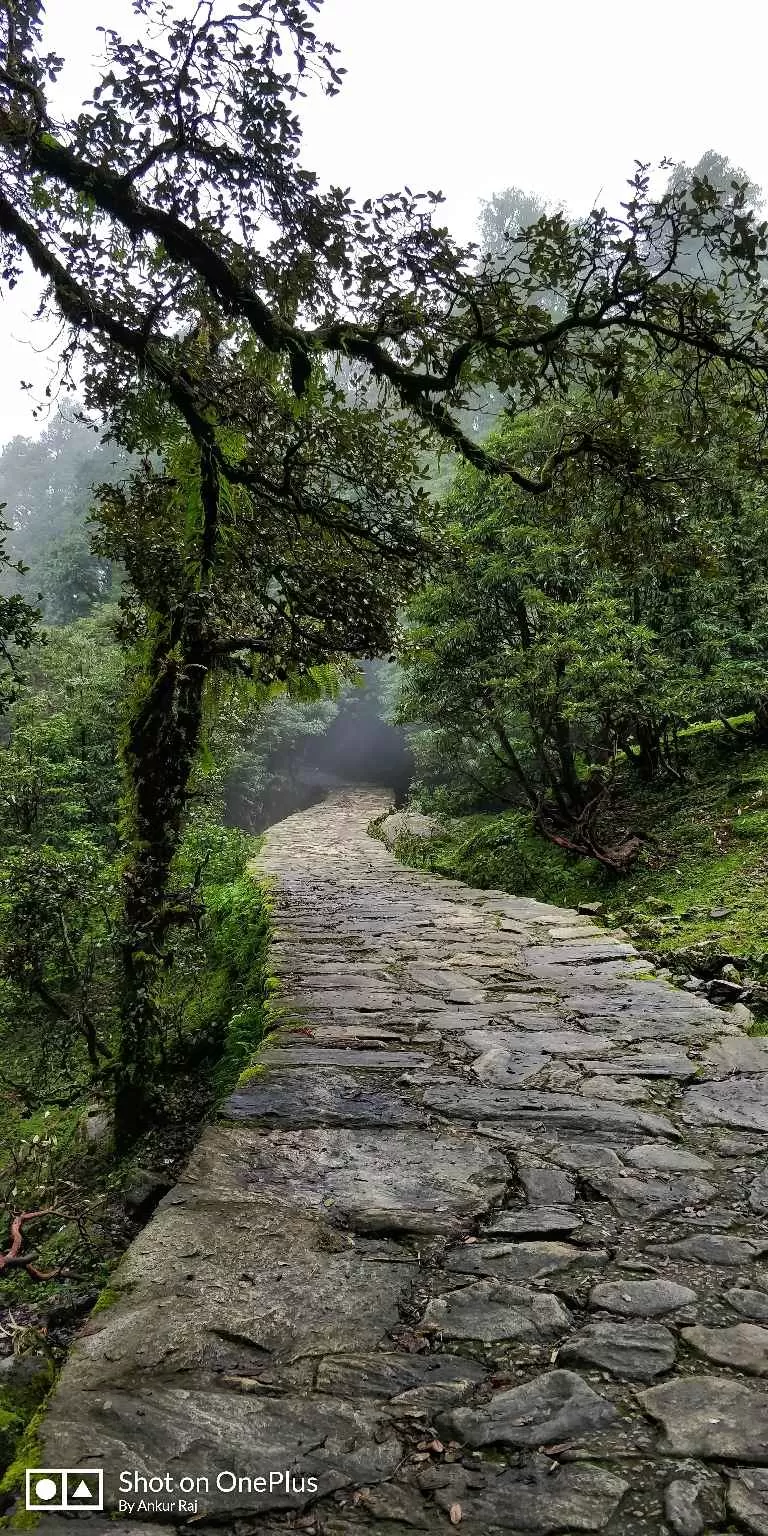 Photo of The heaven on Earth, named Chopta. by Ankur Raj