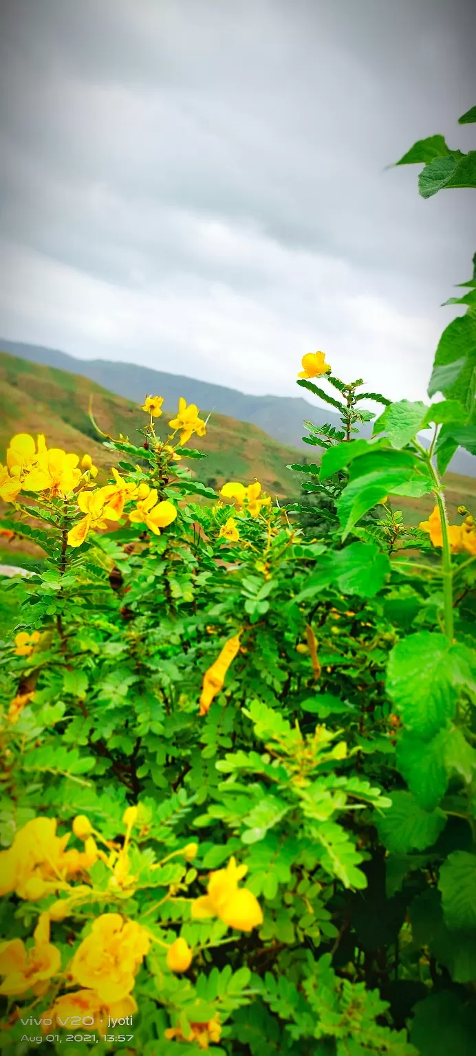 Photo of City of flowers by Jyoti Waskel