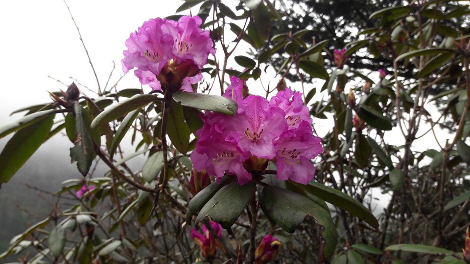 Photo of Magical State Of North Sikkim! 6/12 by Meghna N Kushalappa