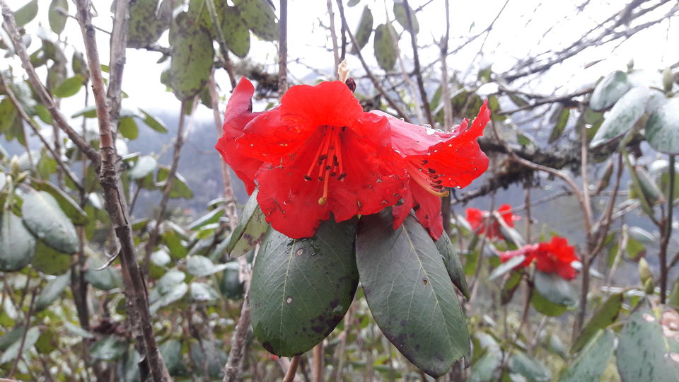 Photo of Magical State Of North Sikkim! 9/12 by Meghna N Kushalappa