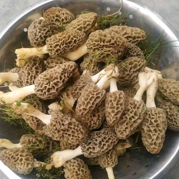 Photo of अभी तक देश दुनिया से छिपा हुआ खूबसूरत भद्रवाह (छोटा कश्मीर) जिसके बारे में सैलानी कम जानते हैं by Sachin kumar