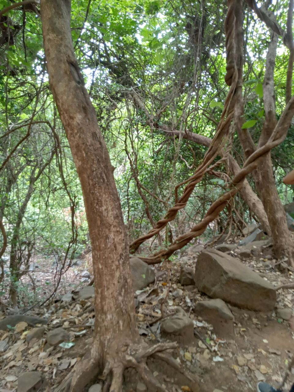 Photo of Junagadh by Helly Rajyaguru