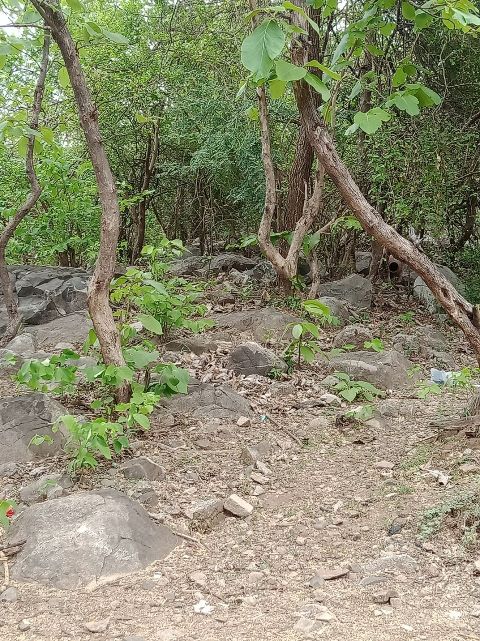 Photo of Junagadh by Helly Rajyaguru