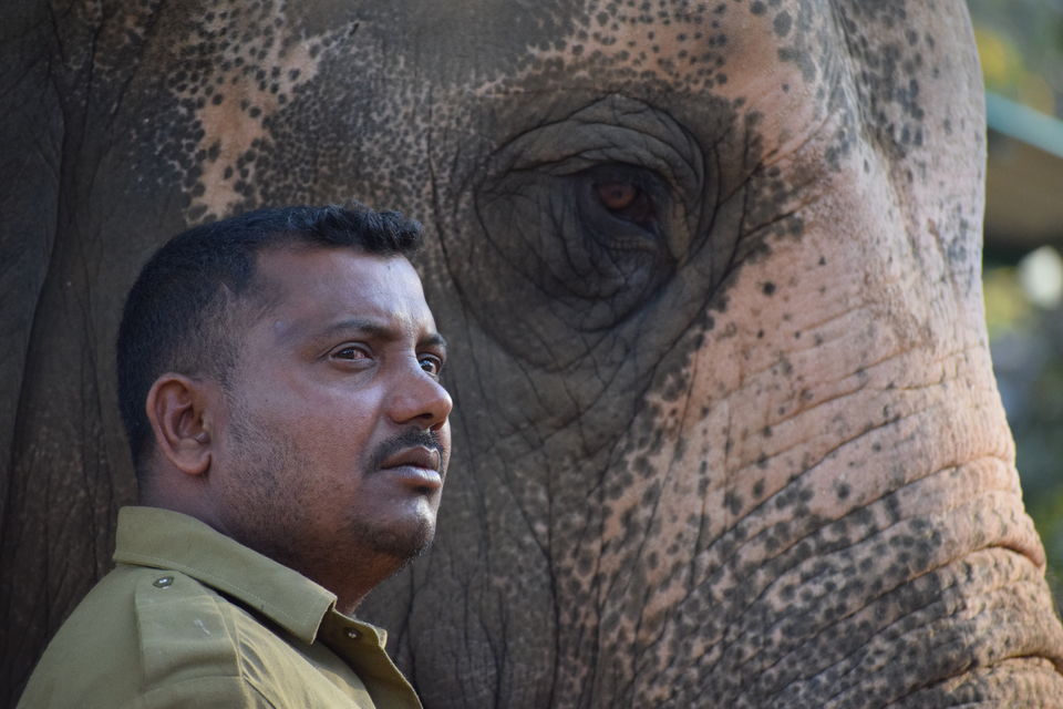 Photo of From not being a big admirer of Elephants to becoming obsessed with them - Sakrebailu Jungle camp 5/9 by Kruthika gowda