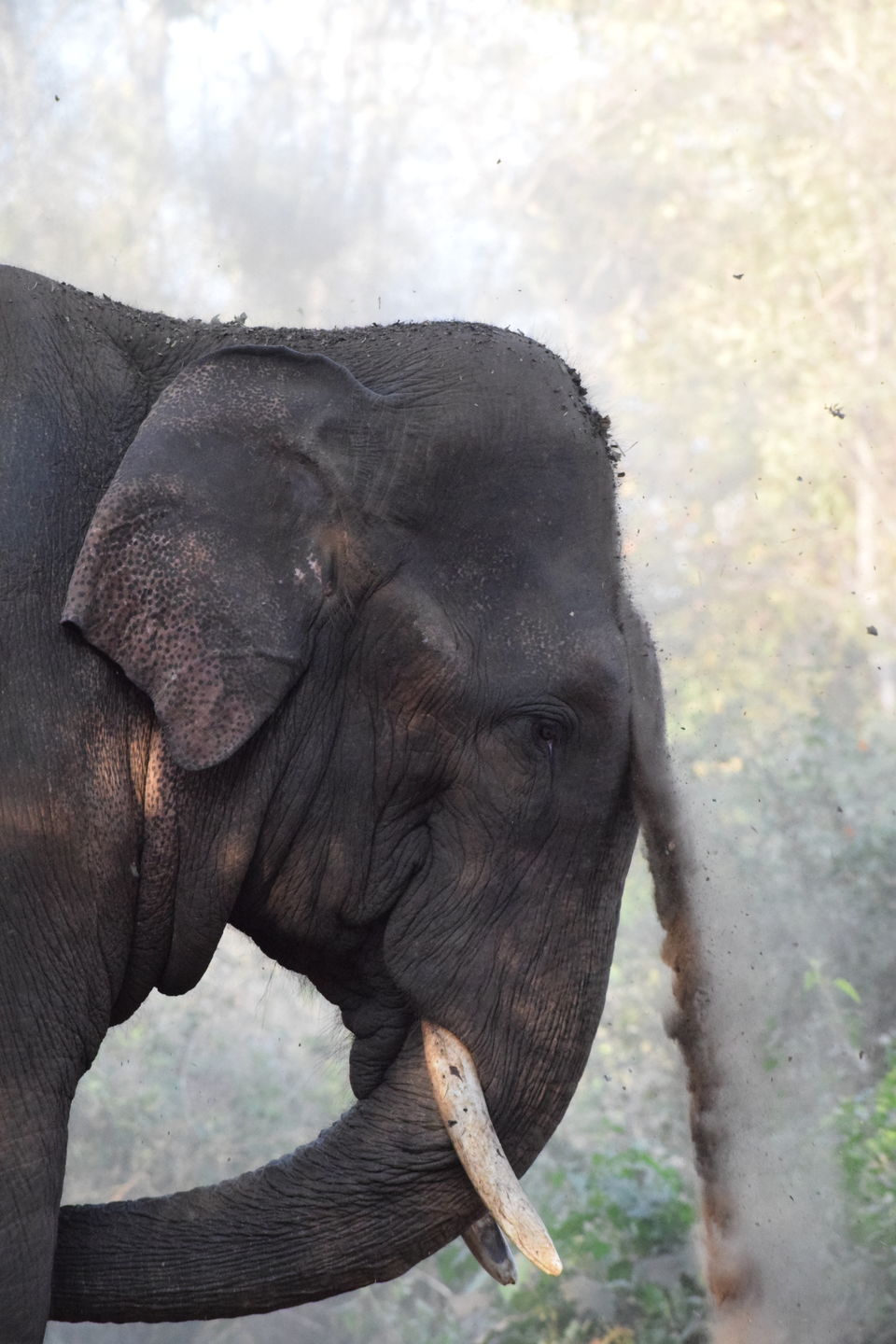 Photo of From not being a big admirer of Elephants to becoming obsessed with them - Sakrebailu Jungle camp by Kruthika gowda