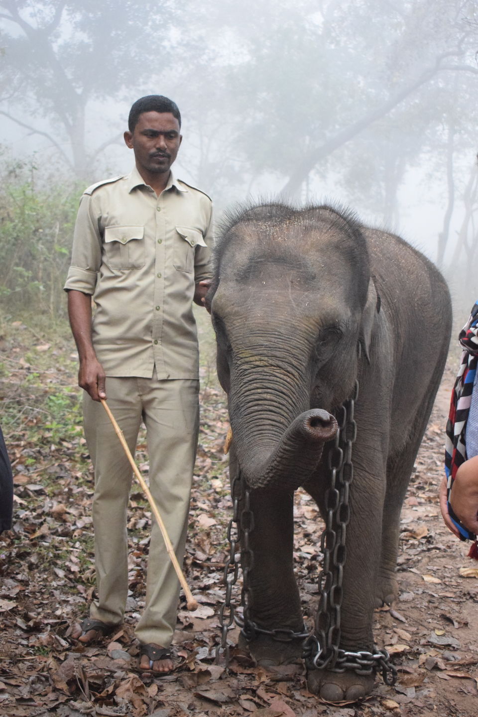Photo of From not being a big admirer of Elephants to becoming obsessed with them - Sakrebailu Jungle camp 8/9 by Kruthika gowda