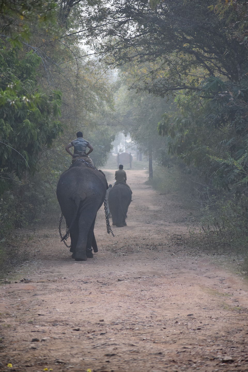 Photo of From not being a big admirer of Elephants to becoming obsessed with them - Sakrebailu Jungle camp 9/9 by Kruthika gowda