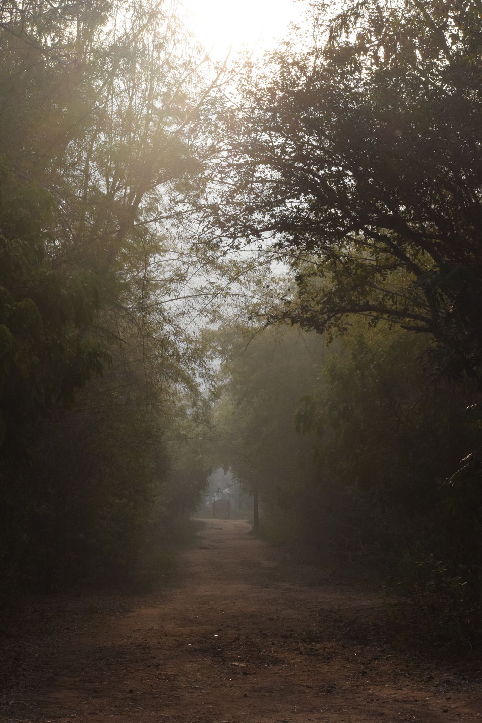 Photo of From not being a big admirer of Elephants to becoming obsessed with them - Sakrebailu Jungle camp 1/9 by Kruthika gowda