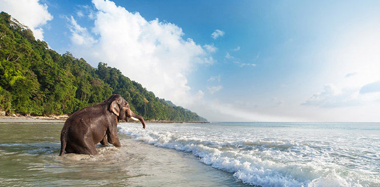 Photo of Andaman Tour Packages 4/7 by Asap