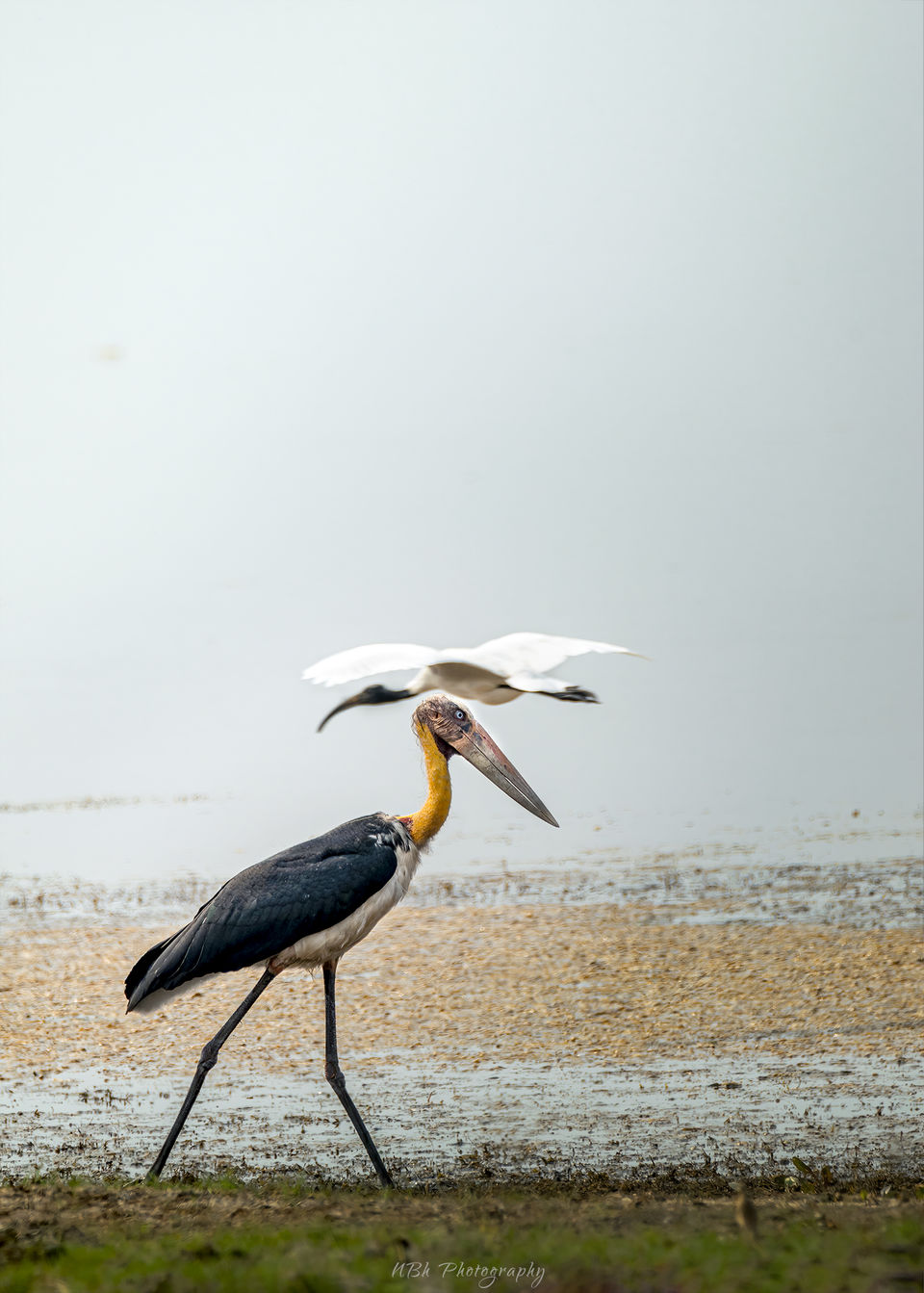 Photo of TADOBA - UNCERTAIN SURPRISES IN COVID TIMES by Navoniloy Bhaumik