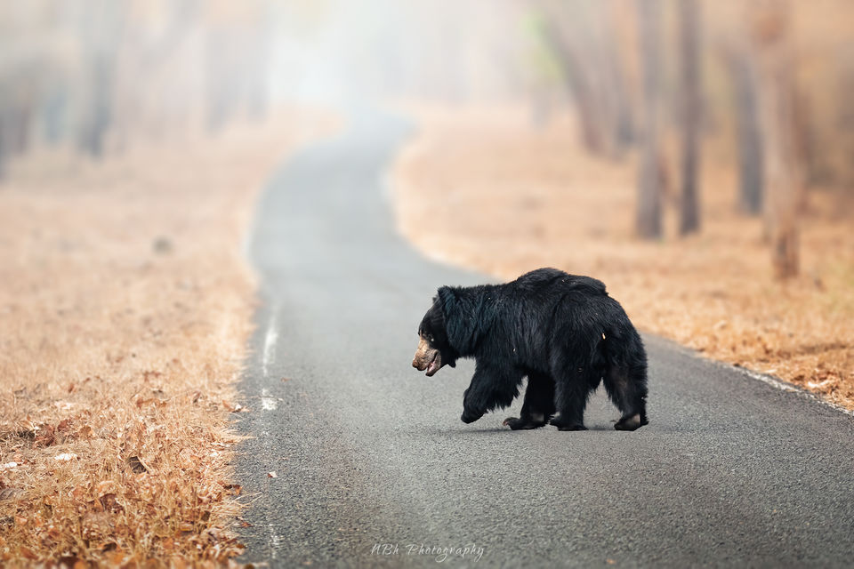 Photo of TADOBA - UNCERTAIN SURPRISES IN COVID TIMES by Navoniloy Bhaumik