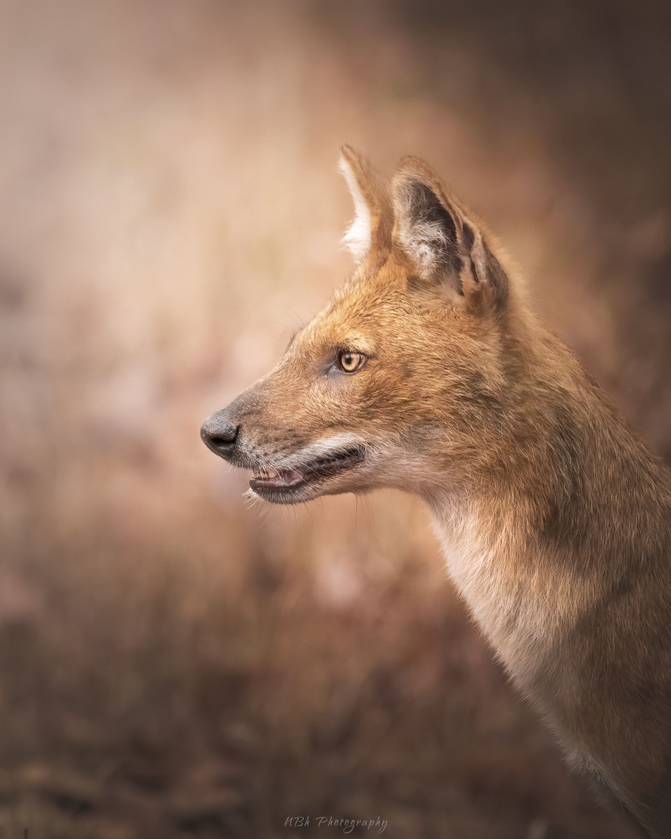 Photo of TADOBA - UNCERTAIN SURPRISES IN COVID TIMES by Navoniloy Bhaumik