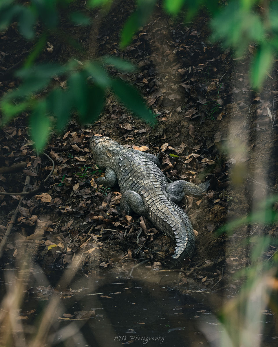 Photo of TADOBA - UNCERTAIN SURPRISES IN COVID TIMES by Navoniloy Bhaumik