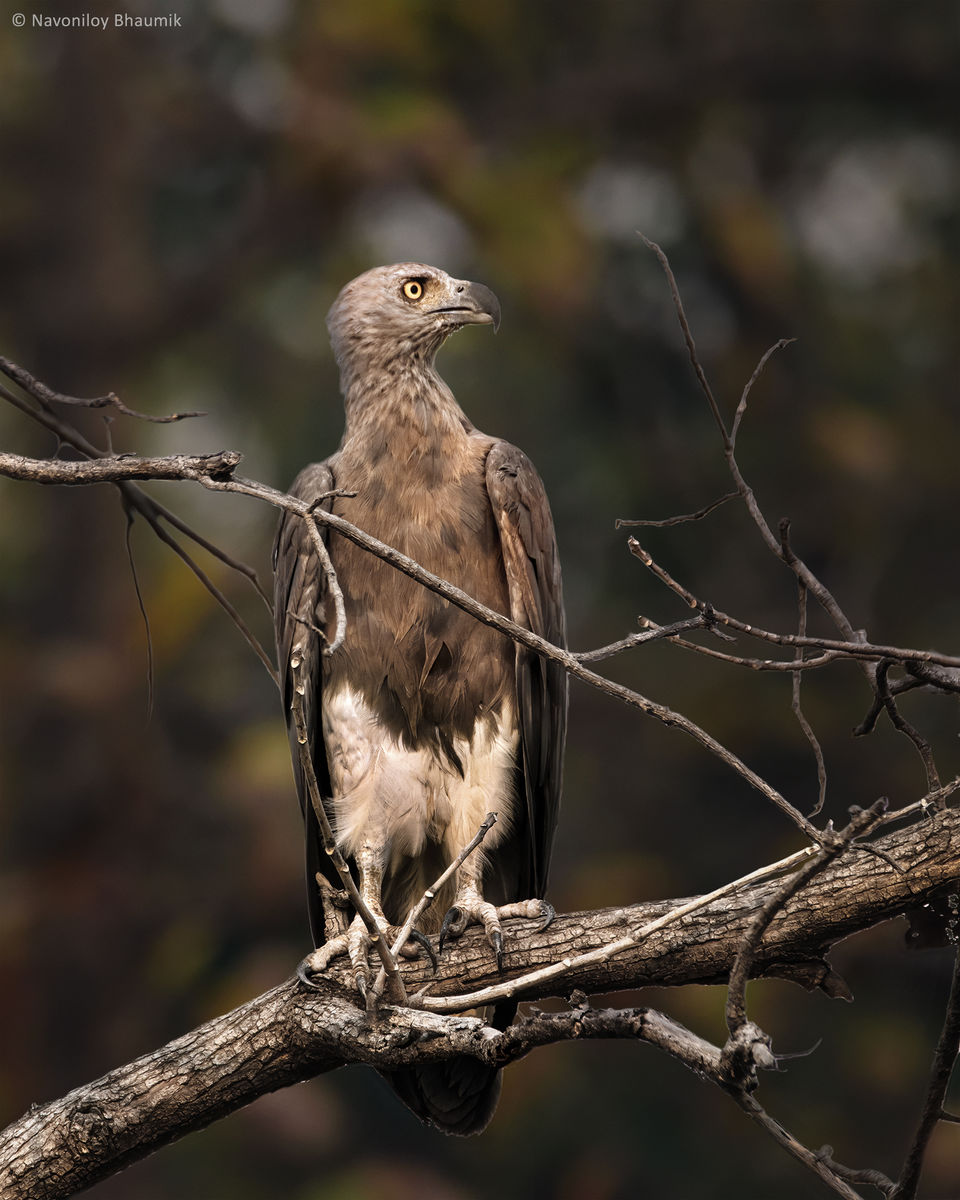 Photo of TADOBA - UNCERTAIN SURPRISES IN COVID TIMES by Navoniloy Bhaumik