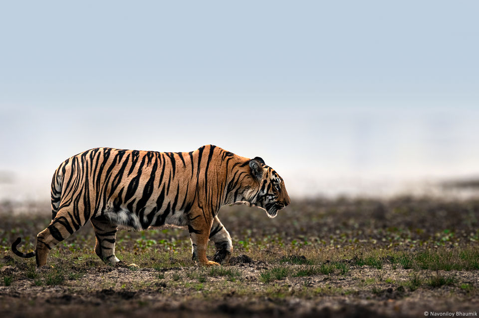 Photo of TADOBA - UNCERTAIN SURPRISES IN COVID TIMES by Navoniloy Bhaumik