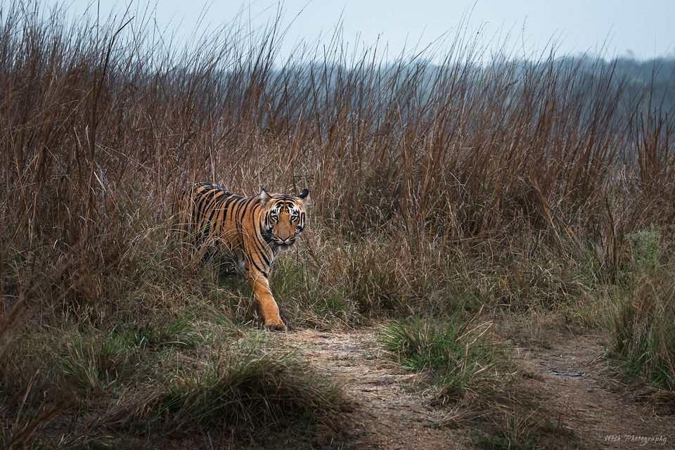 Photo of TADOBA - UNCERTAIN SURPRISES IN COVID TIMES by Navoniloy Bhaumik