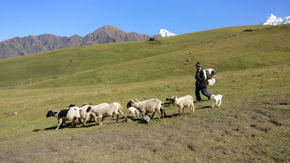 Photo of Trek to Bedni Bugyal #tripotocommunity #travelphotography #uttarakhand #trekking #meadow #mountains by Anushnaa
