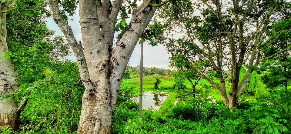 Photo of Nelligudde Kere - This Offbeat Lake in Bangalore Is the Perfect One-day Trip! #MeraShandarBharat 2/8 by Shruthi Sundaram
