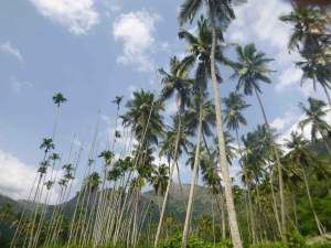 Photo of Kodanad, Kodanad, Tamil Nadu, India by Yogesh Karikurve