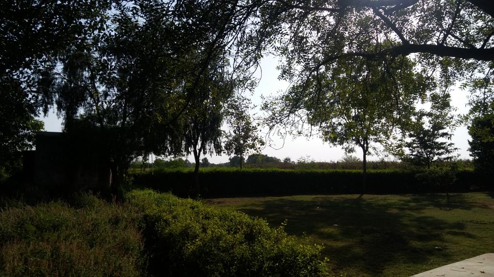 Photo of Vrindavan - Vrinda Tulsi Garden by Vihang Suryavanshi
