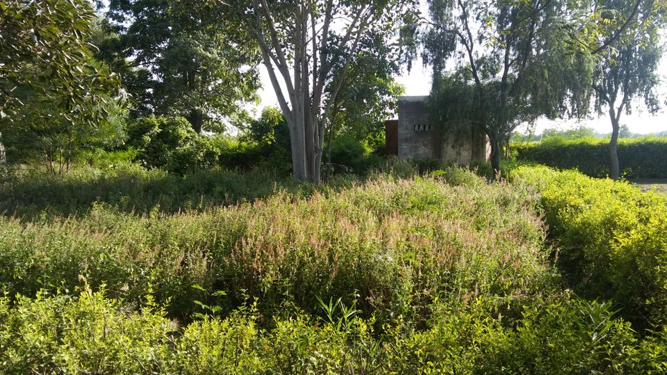 Photo of Vrindavan - Vrinda Tulsi Garden by Vihang Suryavanshi