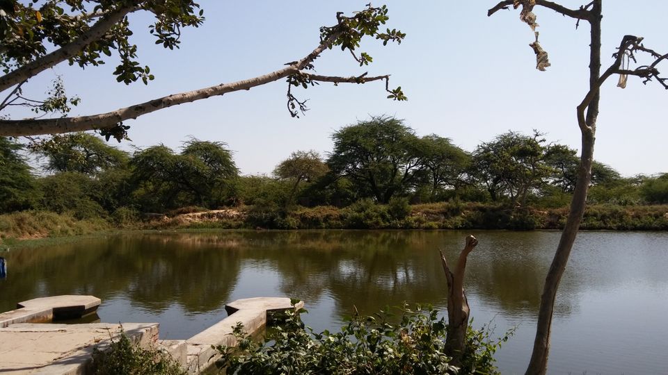 Photo of Vrindavan - Vrinda Tulsi Garden by Vihang Suryavanshi