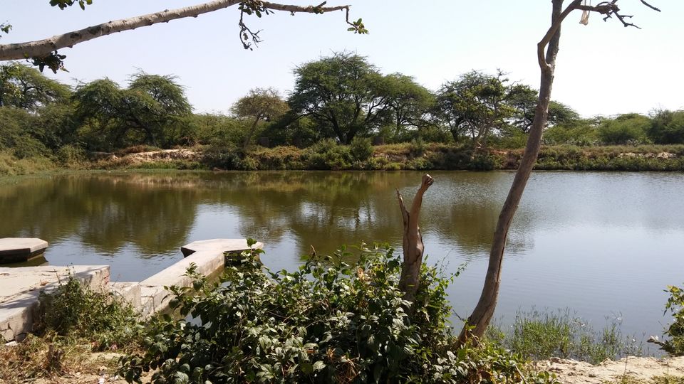 Photo of Vrindavan - Vrinda Tulsi Garden by Vihang Suryavanshi