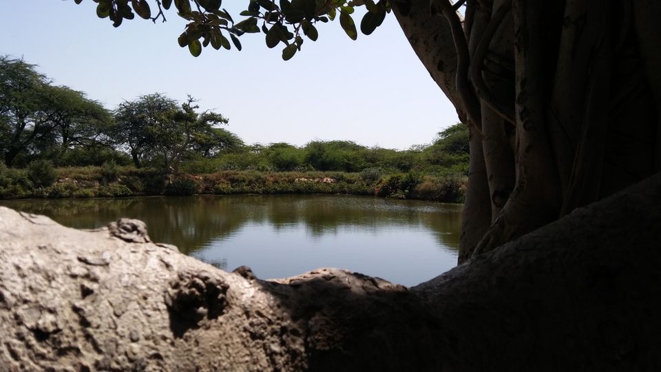 Photo of Vrindavan - Vrinda Tulsi Garden by Vihang Suryavanshi