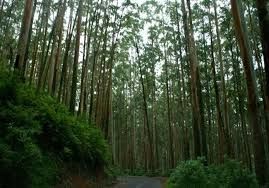Photo of 10+ Places To Visit In Ooty | That You Must Never Miss | Aris Diaries 9/11 by Abdul Rahman