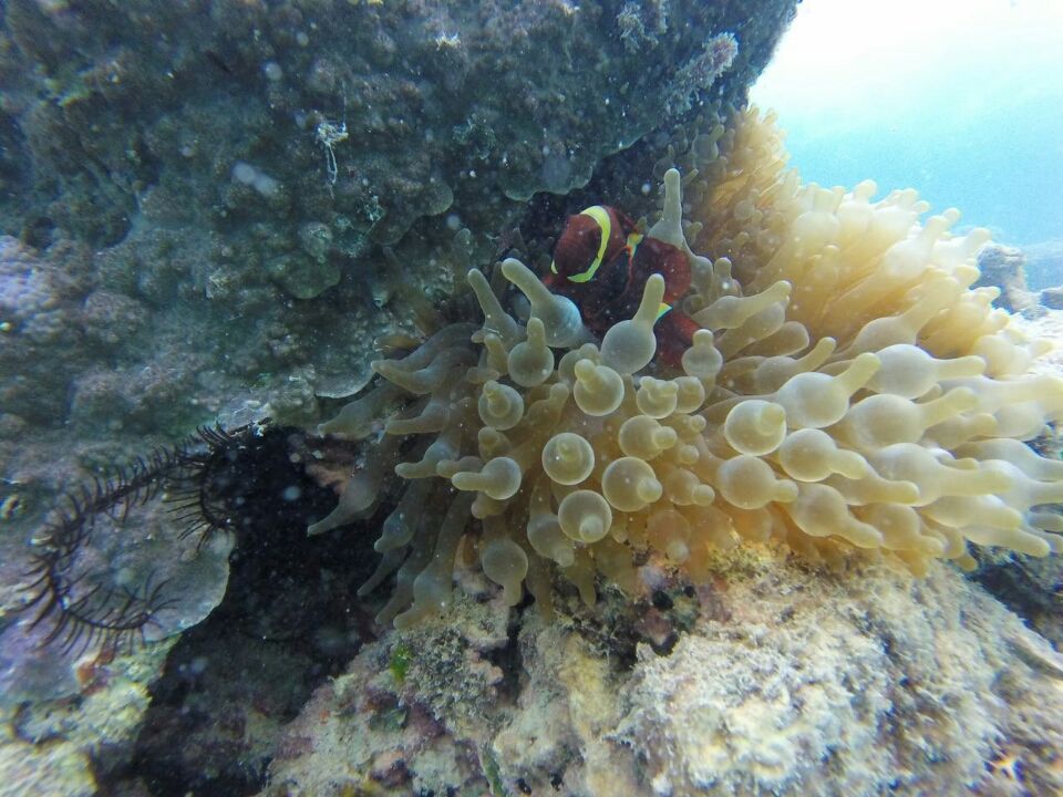 Photo of Andaman - Havelock by Preethi Salopanthula