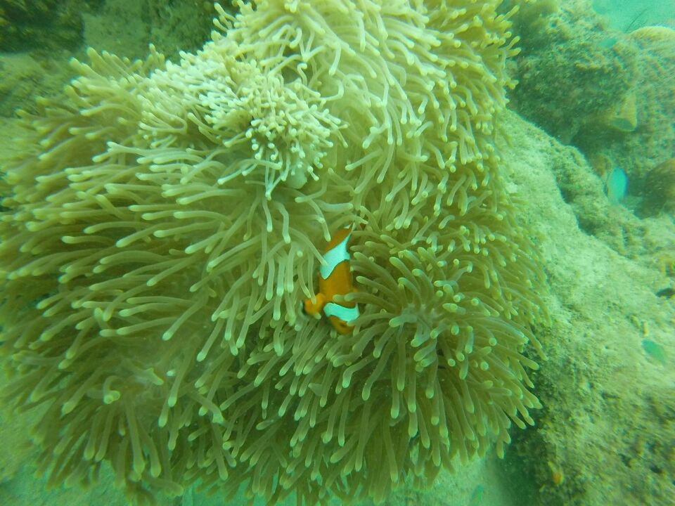 Photo of Andaman - Havelock by Preethi Salopanthula