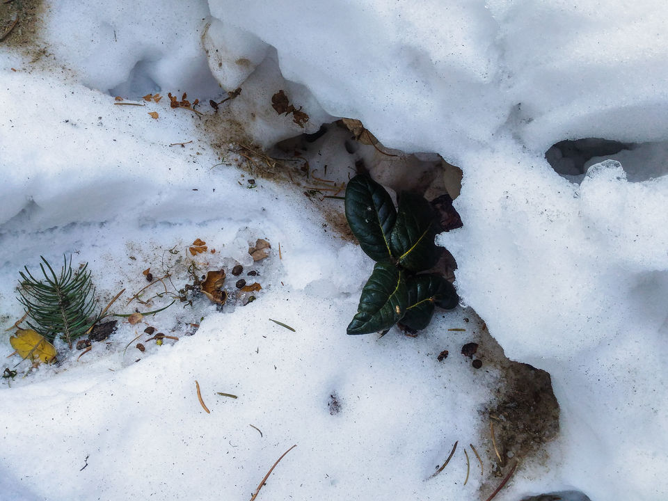 Photo of A plant growing in the snow in Gushaini by Monidipa Bose