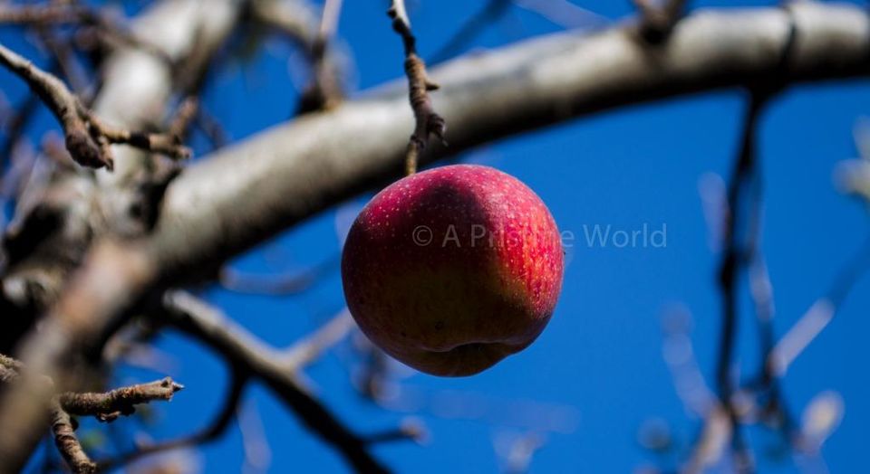 Photo of Naggar: A Quiet Getaway in the Hills 3/14 by Monidipa Bose