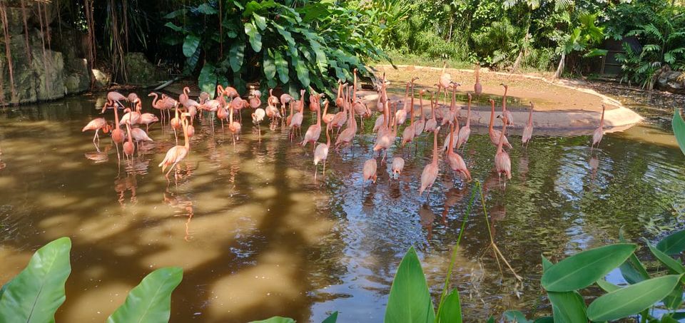 Photo of Jurong Bird Park, Singapore by AtharVa LeLe