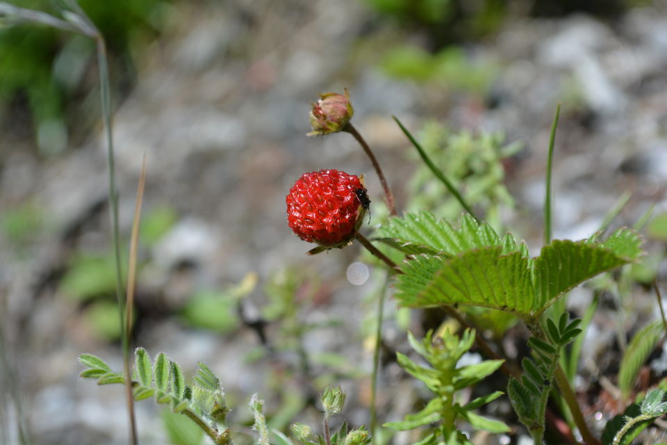 Photo of Heavenly beauty – Valley of flowers and Hemkunt Sahib 15/25 by Shakti Chauhan