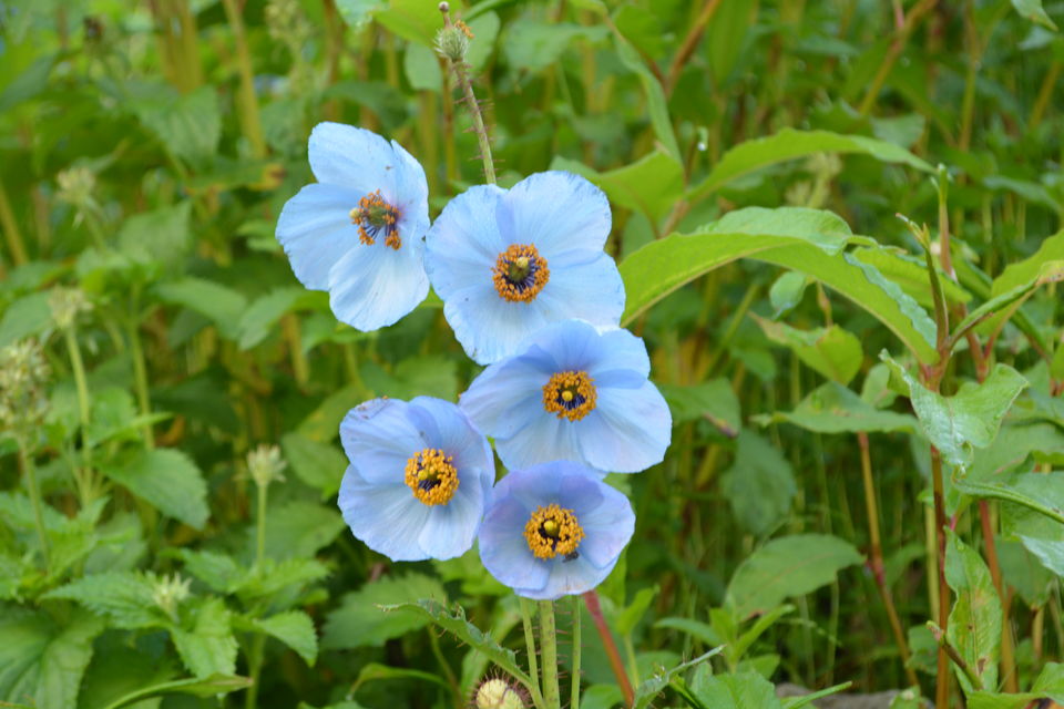 Photo of Heavenly beauty – Valley of flowers and Hemkunt Sahib 21/25 by Shakti Chauhan