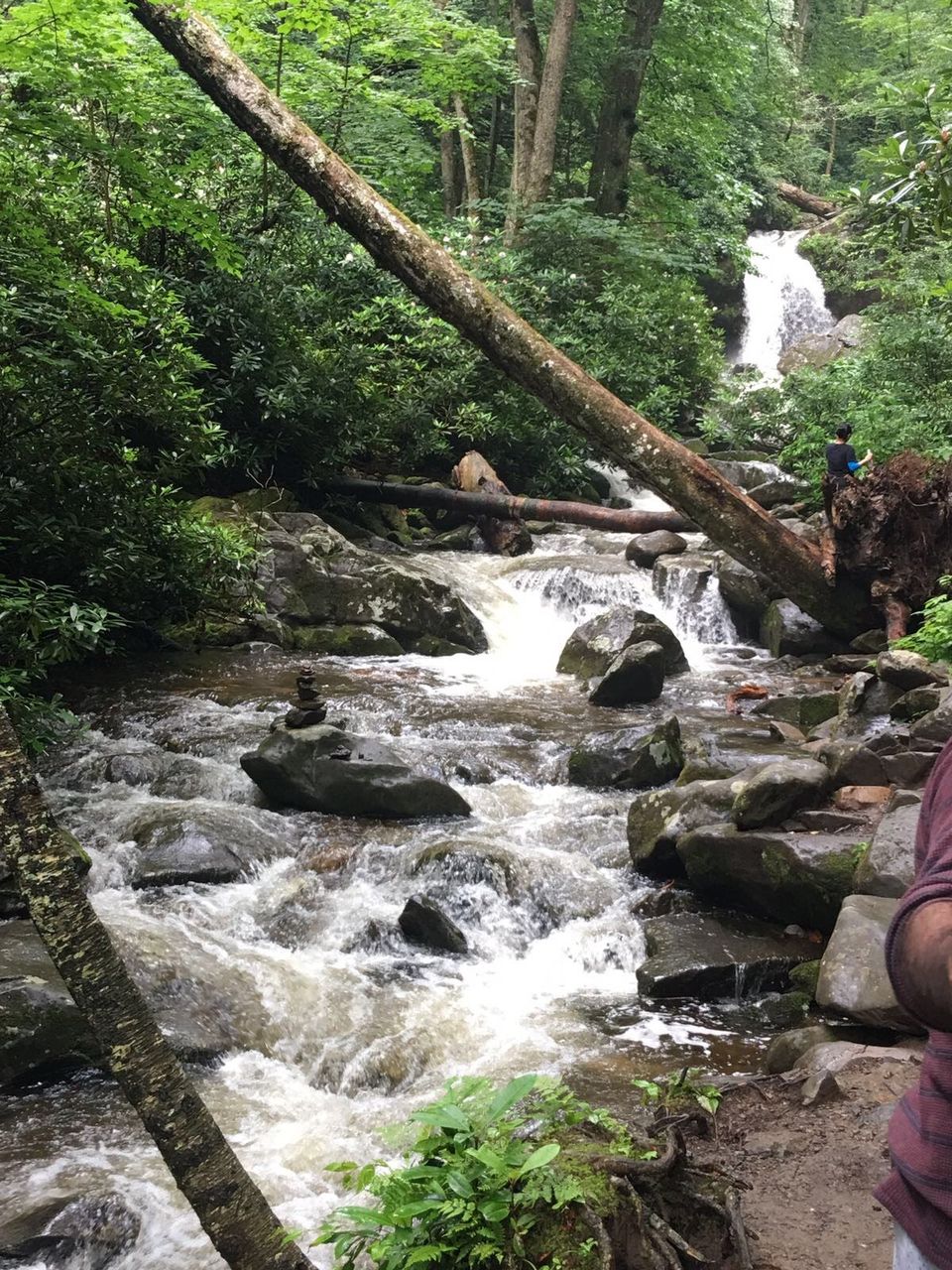 Photo of Grotto Falls Trail: The Incredible Walk-Behind Waterfall (Smoky Mountains) #travelguideUSA 2/7 by Shakti Chauhan