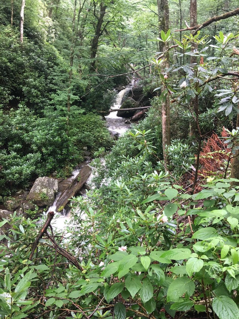 Photo of Grotto Falls Trail: The Incredible Walk-Behind Waterfall (Smoky Mountains) #travelguideUSA 3/7 by Shakti Chauhan